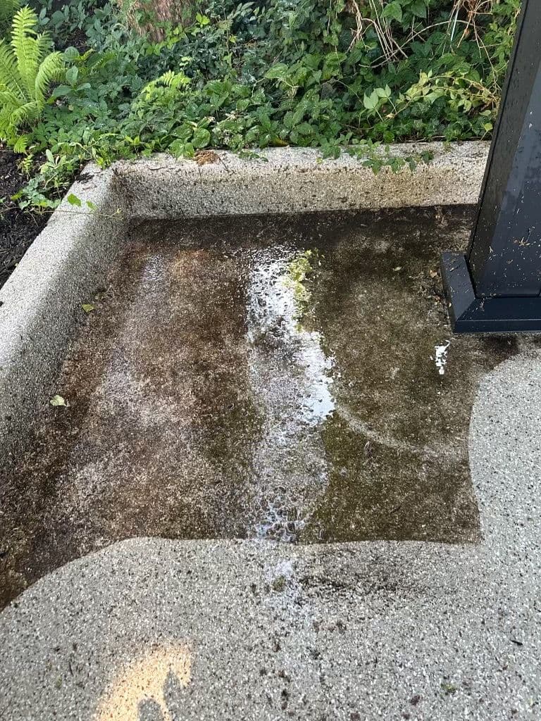 Puddle of water reflecting surrounding greenery on a concrete surface.