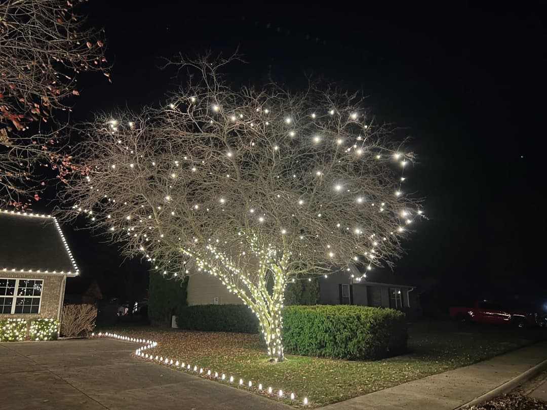 Decorated tree with white lights glowing at night in a residential area.